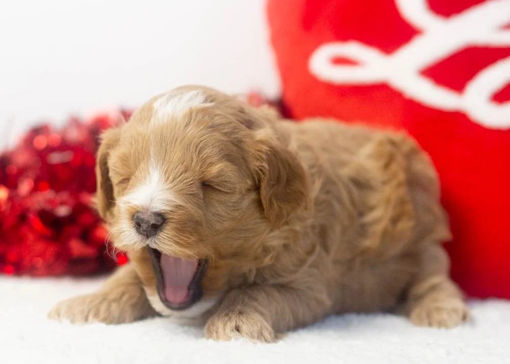 Sunny goldendoodle for sale.jpg