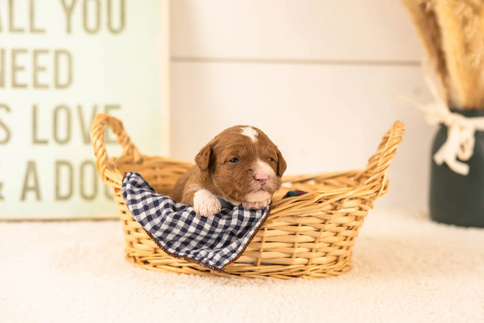 dodgers goldendoodle for sale(3).jpg