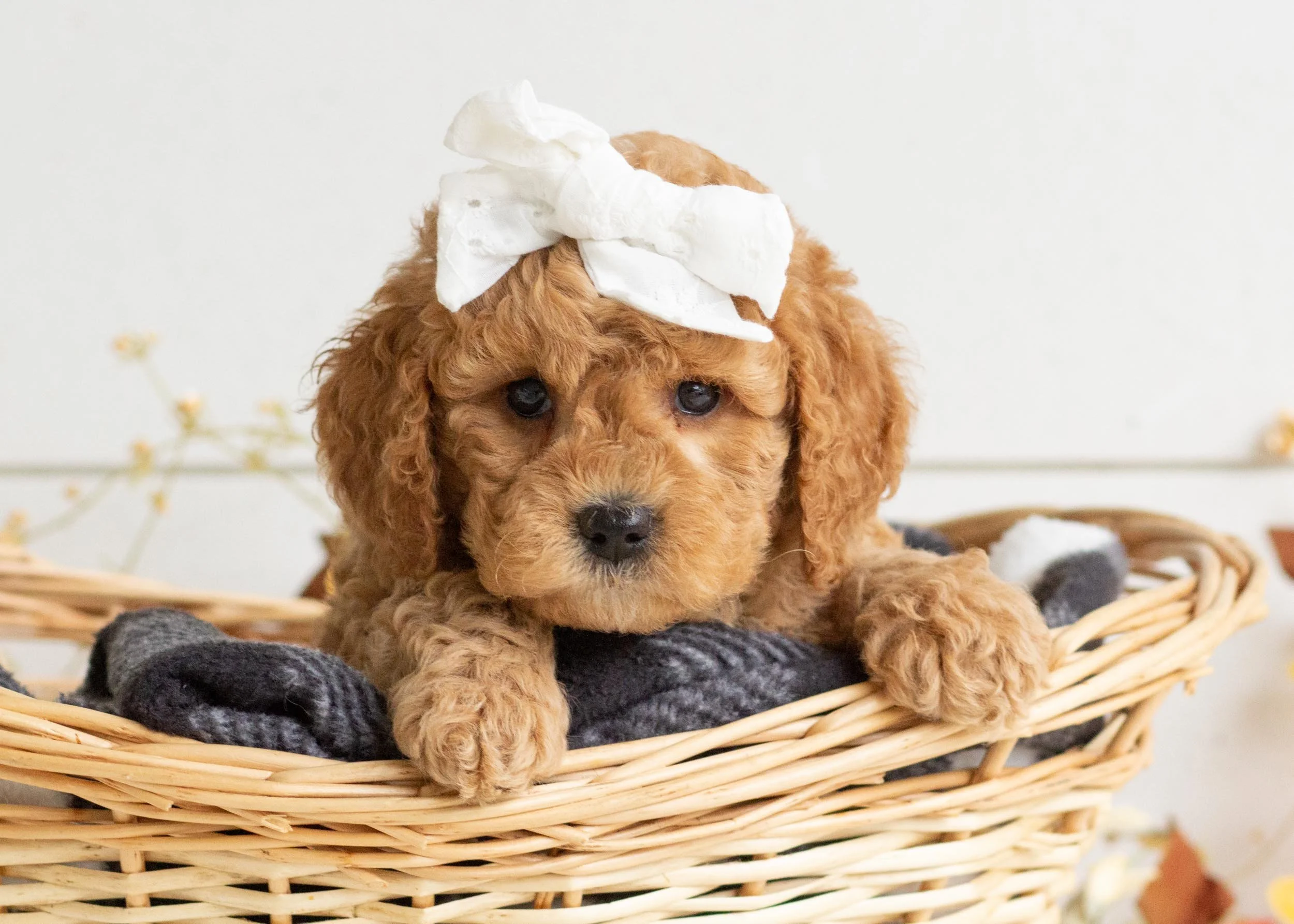 Bella goldendoodle for sale.jpg