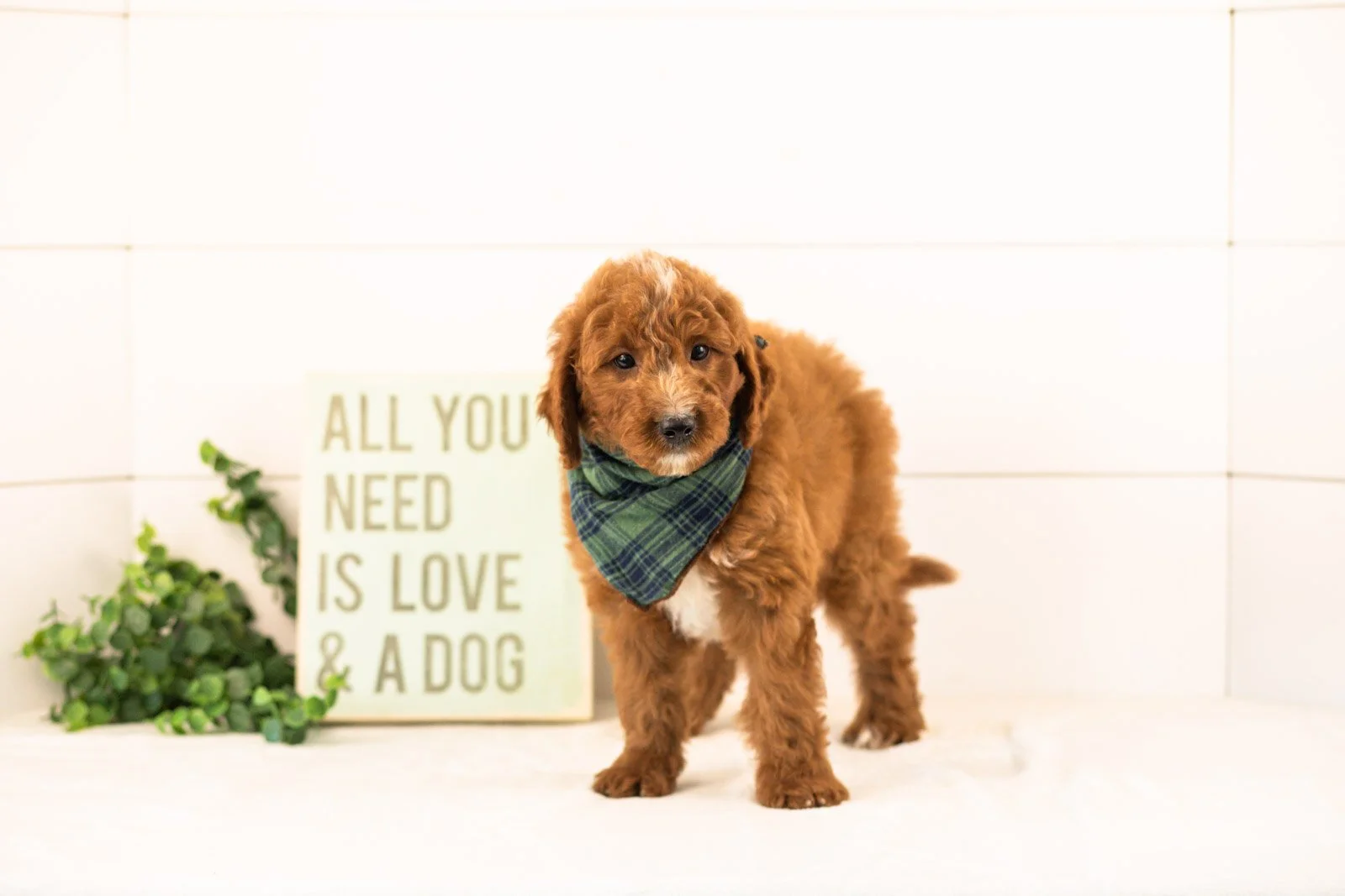 Pika goldendoodle for sale.jpg