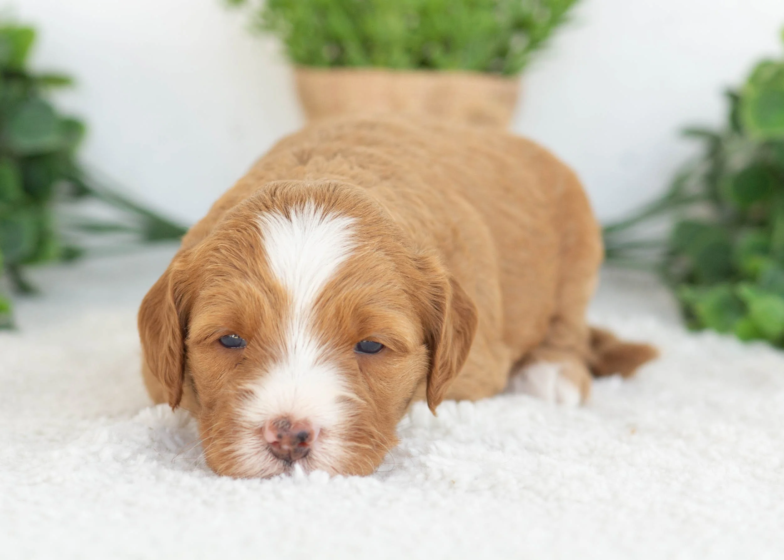 Carly Goldendoodle for sale.jpg