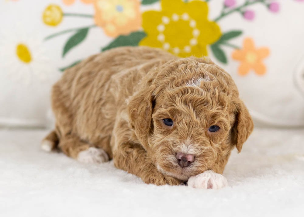 milo goldendoodle for sale.jpg