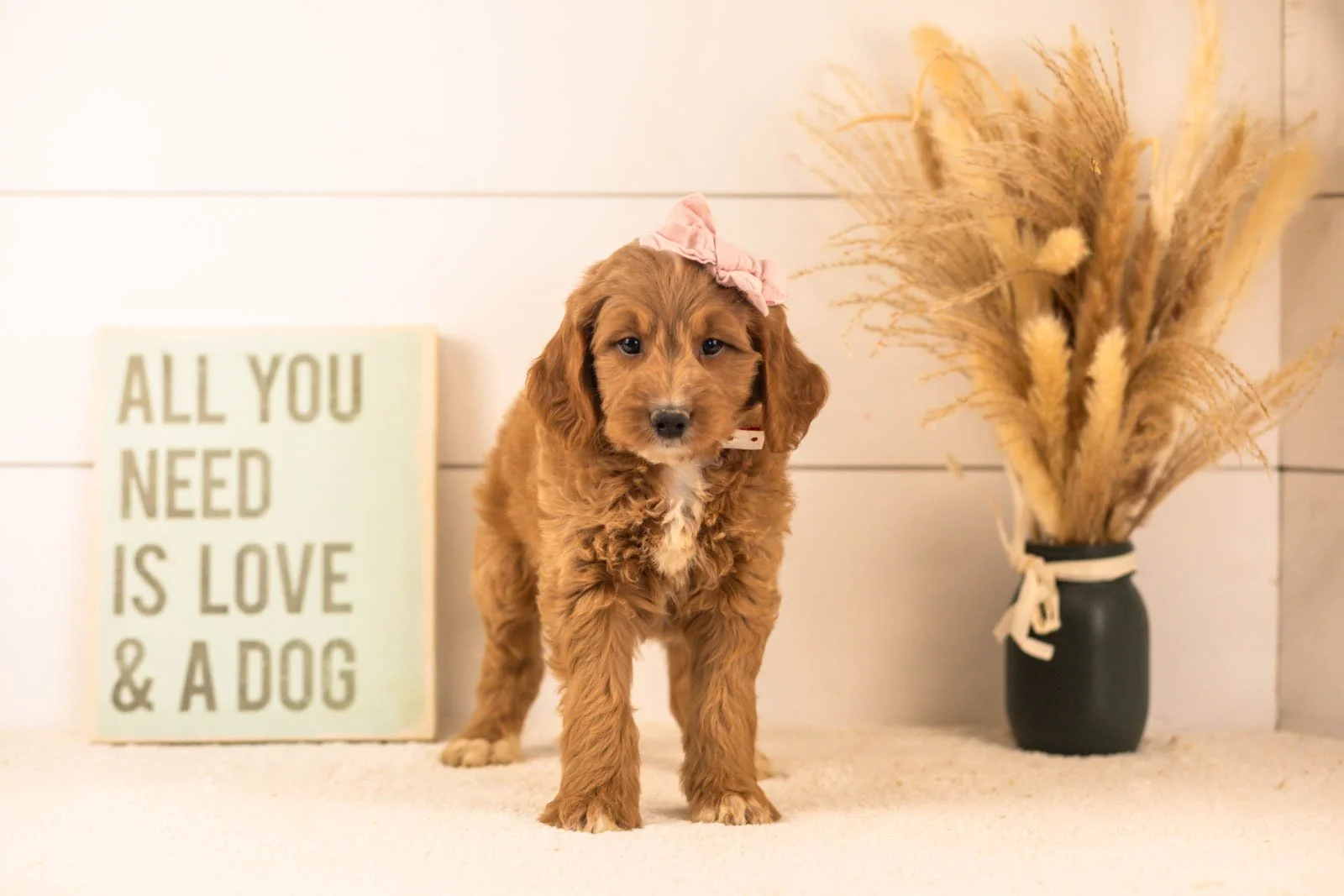 Veah goldendoodle for sale(2).jpg