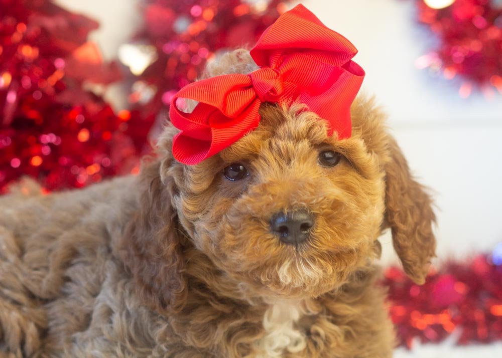 Glinda goldendoodle for sale(2).jpg