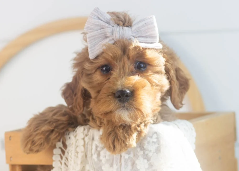 Carol goldendoodle for sale(1).jpg