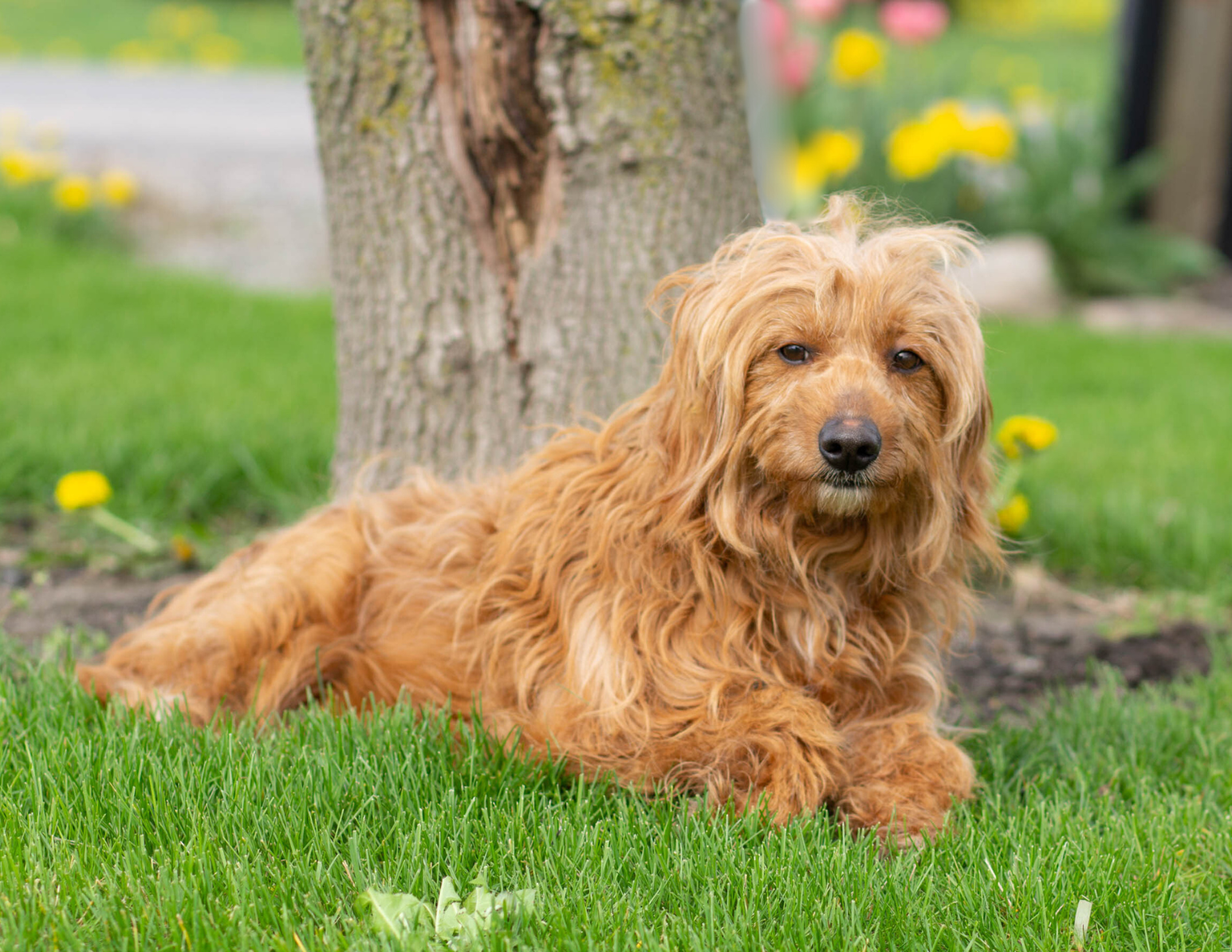 mom goldendoodle