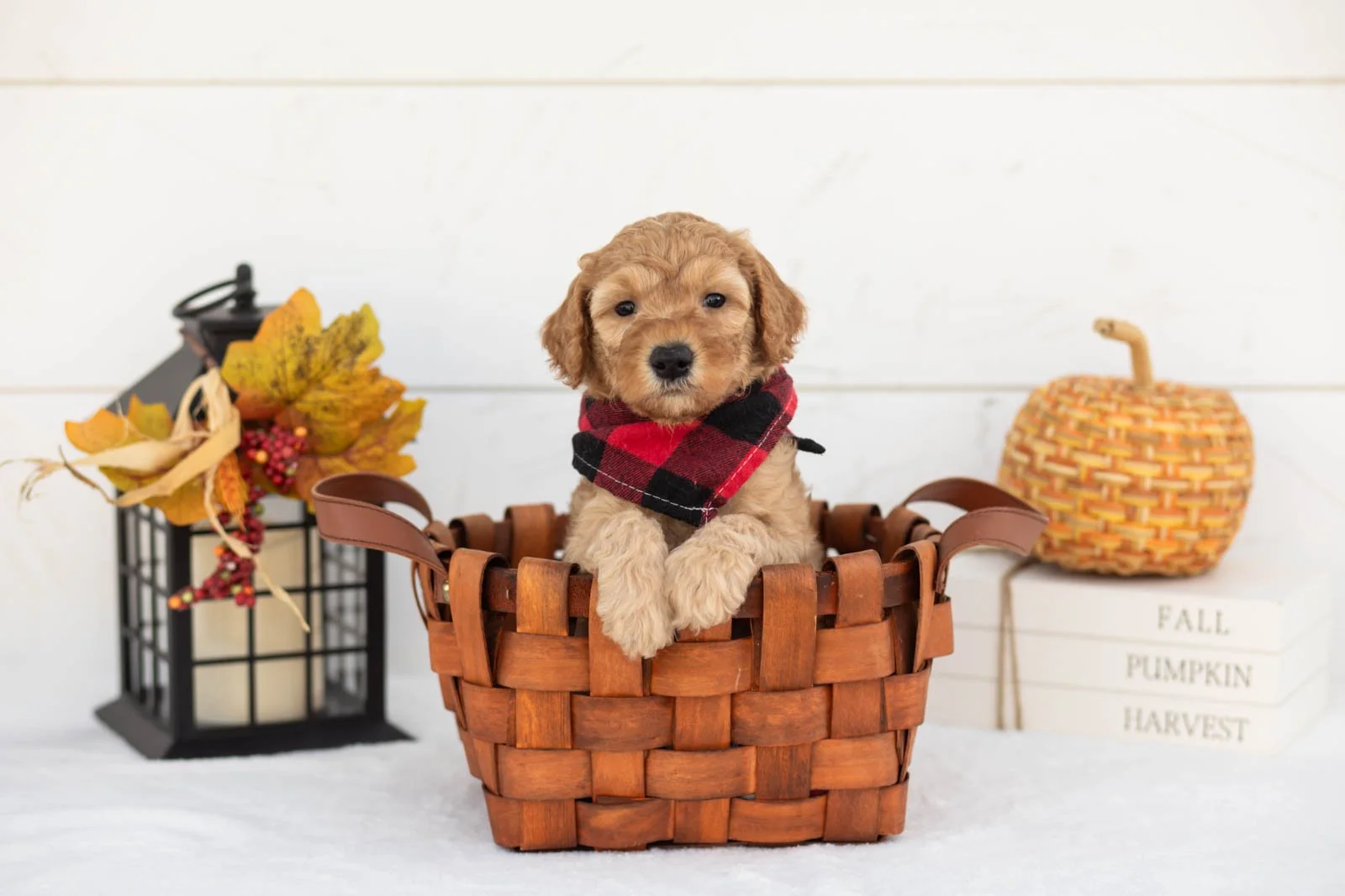 Jasper goldendoodle for sale 1.jpg