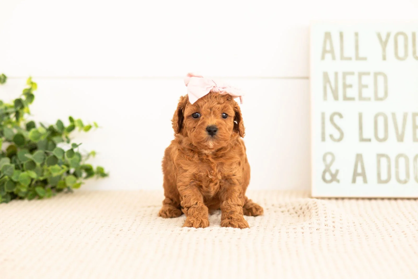 Flannel goldendoodle for sale(2).jpg