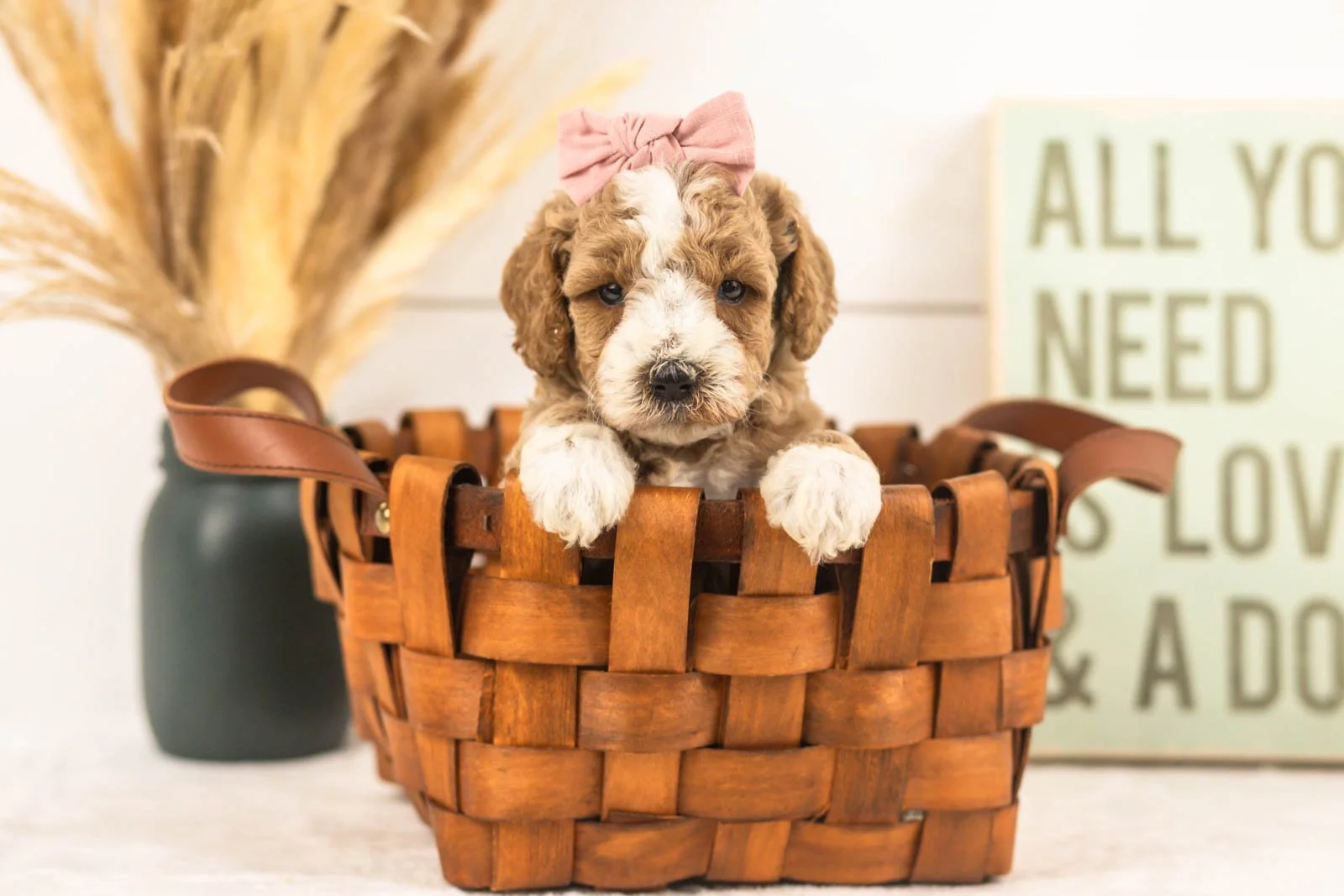 Ivy goldendoodle for sale(1).jpg