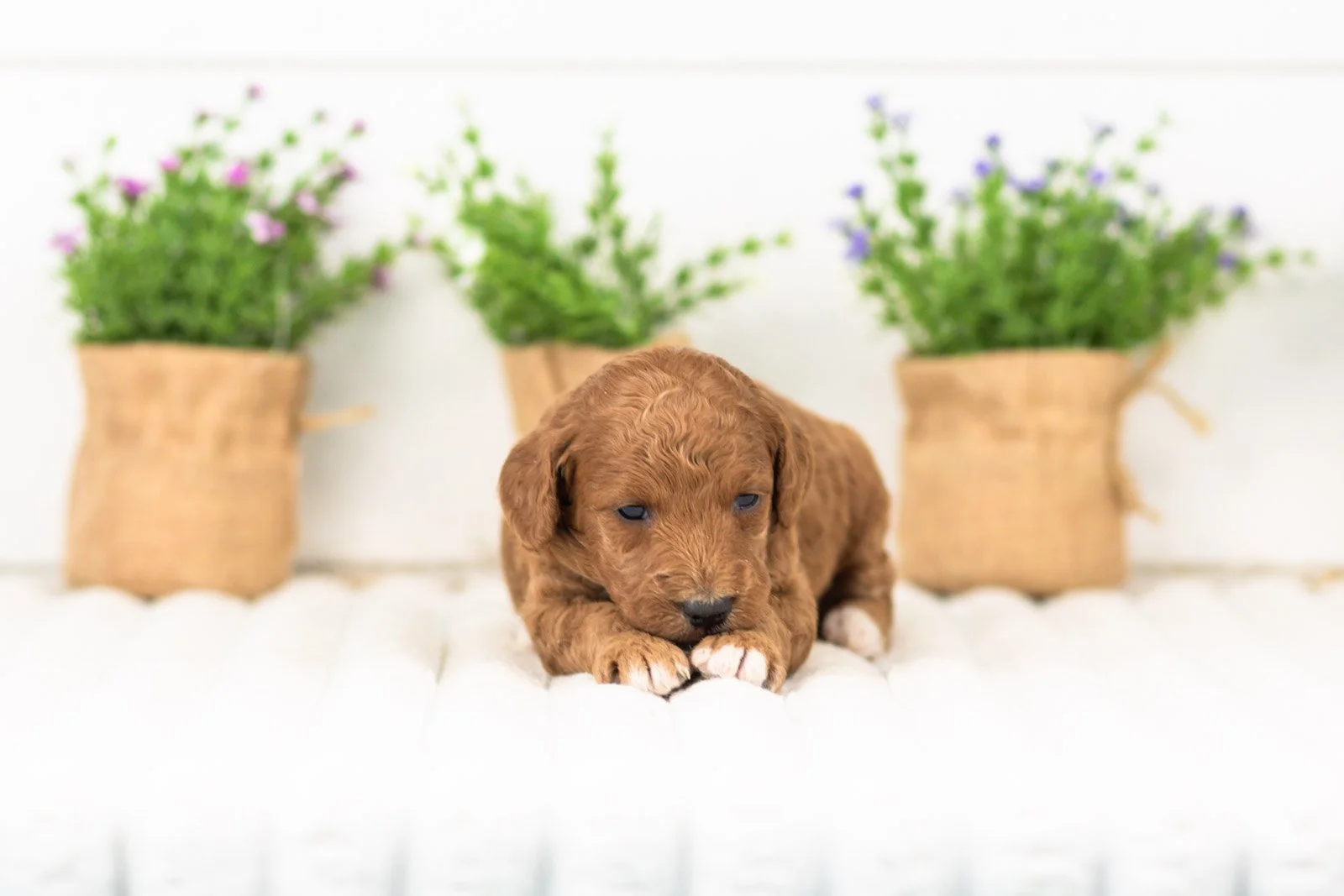 lexy goldendoodle for sale(1).jpg
