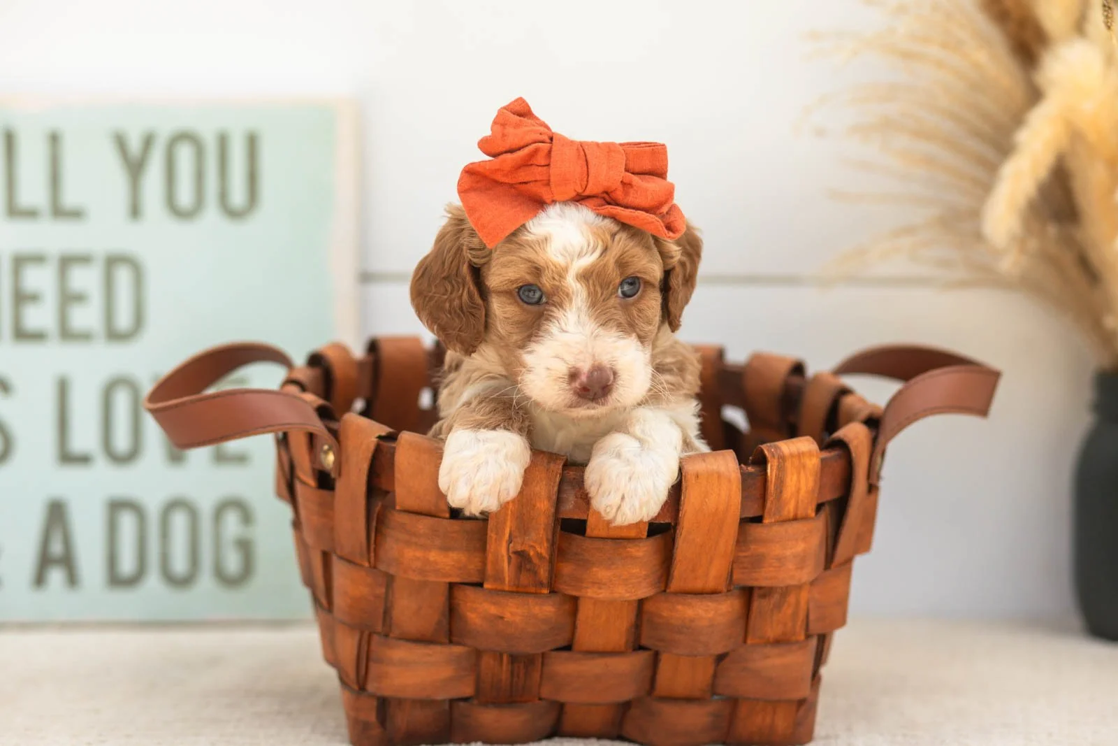 Wren goldendoodle for sale.jpg