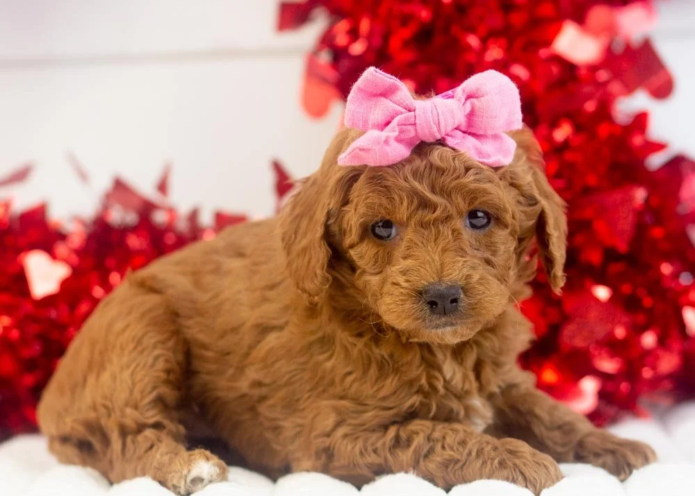 Jamie goldendoodle for sale(1).jpg