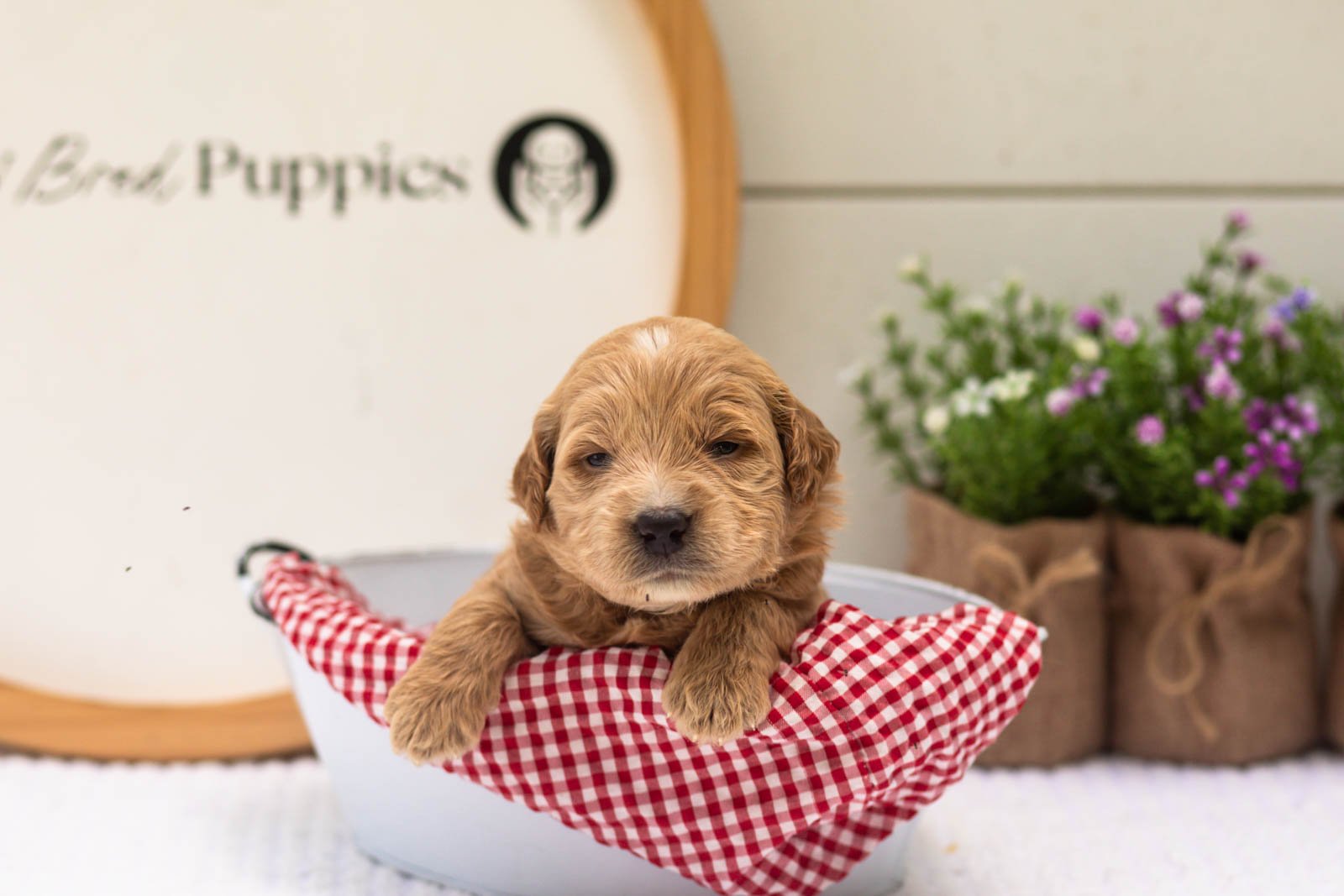 Hazel goldendoodle for sale(4).jpg