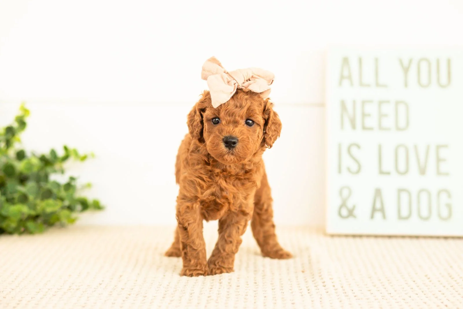 Lace goldendoodle for sale(2).jpg