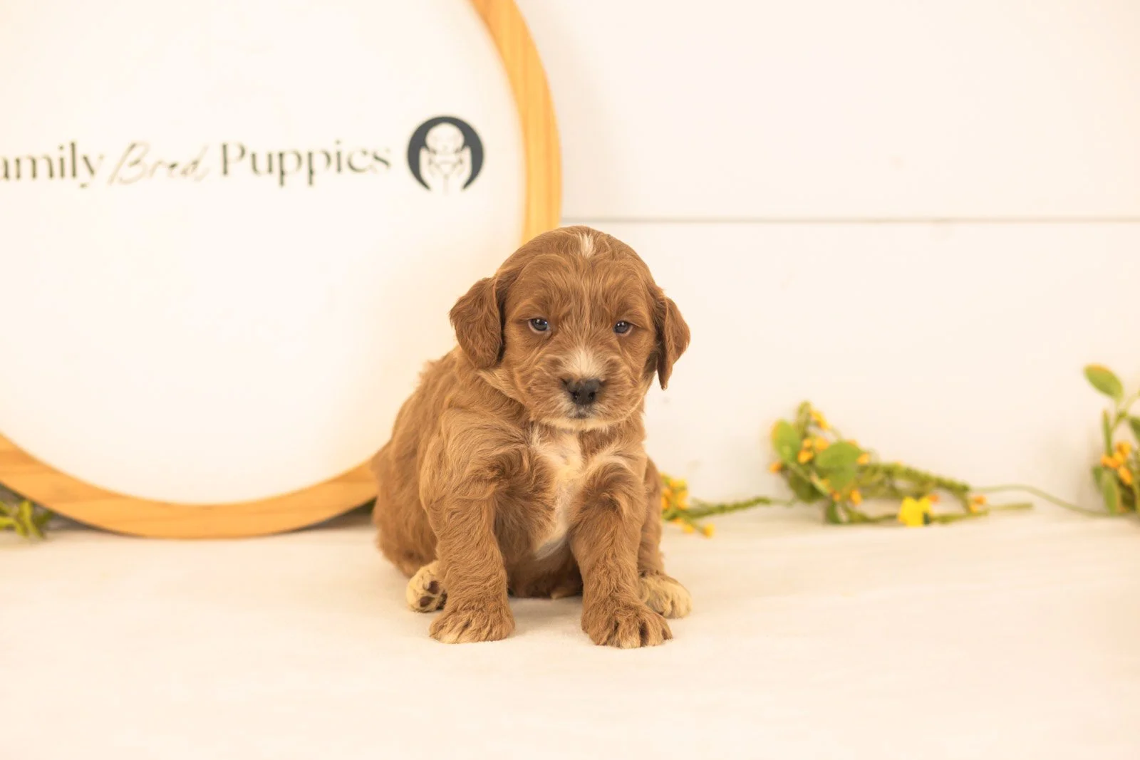 Chesney goldendoodle for sale(2).jpg