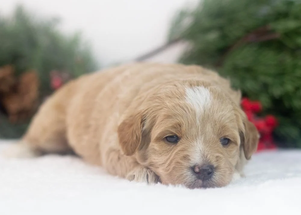 Onyx goldendoodle for sale(1).jpg