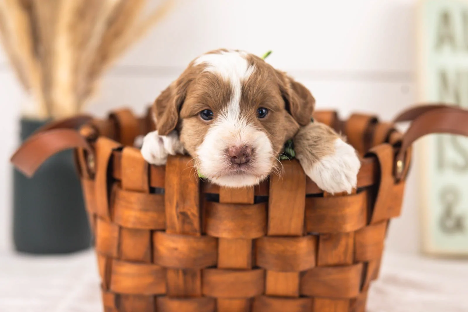 Milo goldendoodle for sale(2).jpg