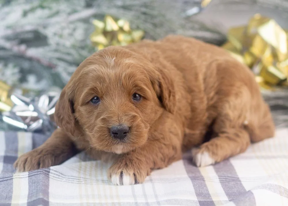 Mckenna goldendoodle for sale(3).jpg