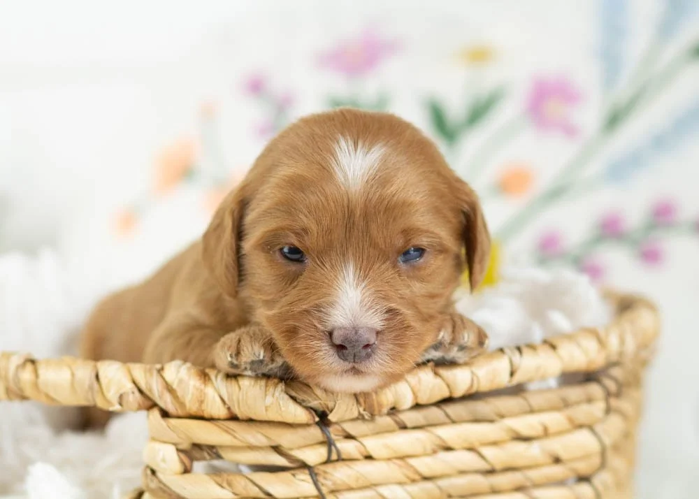 goldendoodle for sale