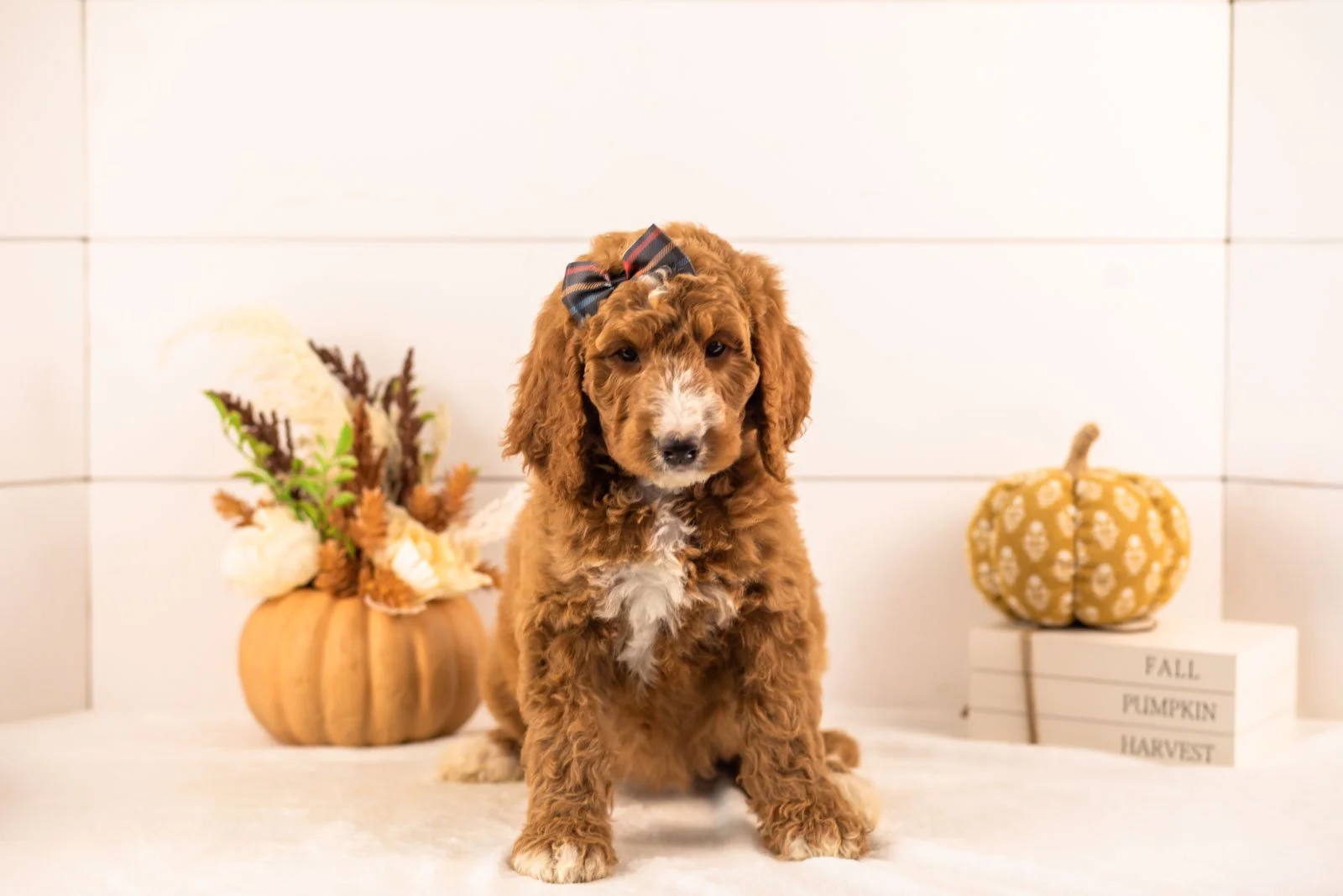 Evelyn goldendoodle for sale 5.jpg