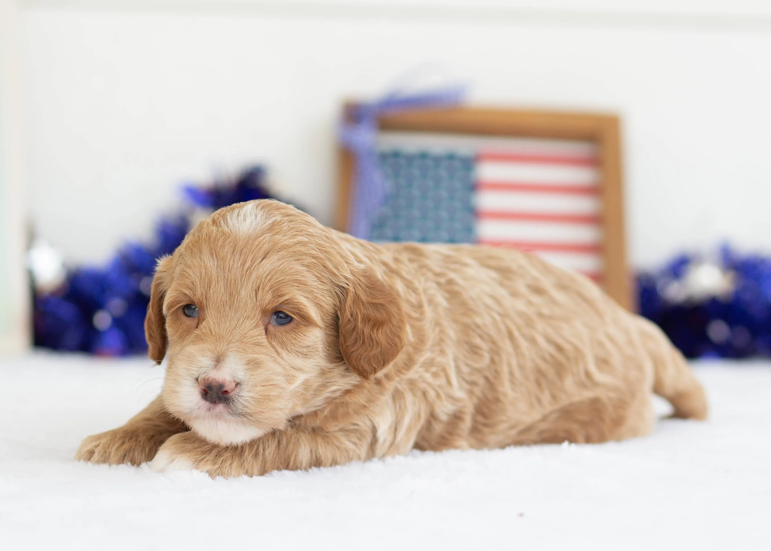Americano Goldendoodle For Sale(1).jpg
