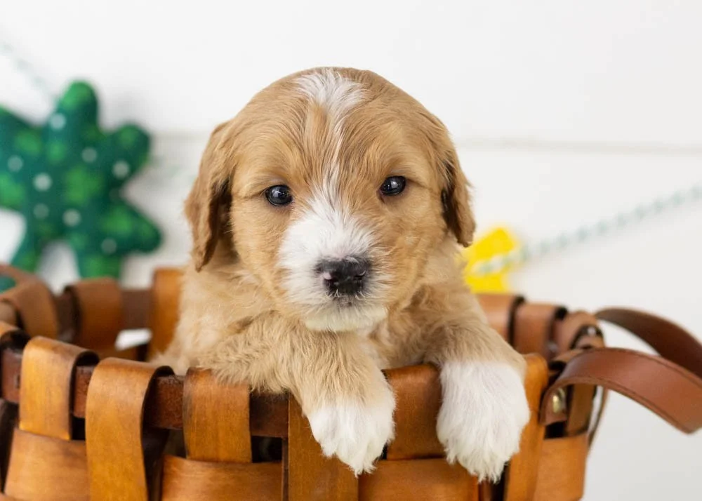 goldendoodle for sale