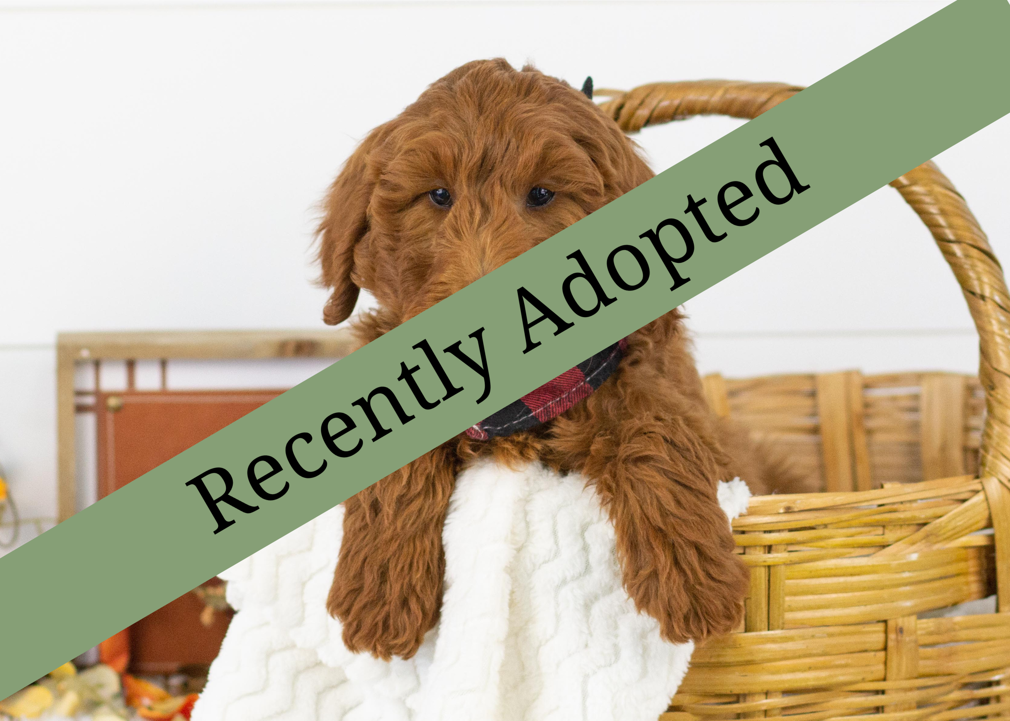 goldendoodle for sale