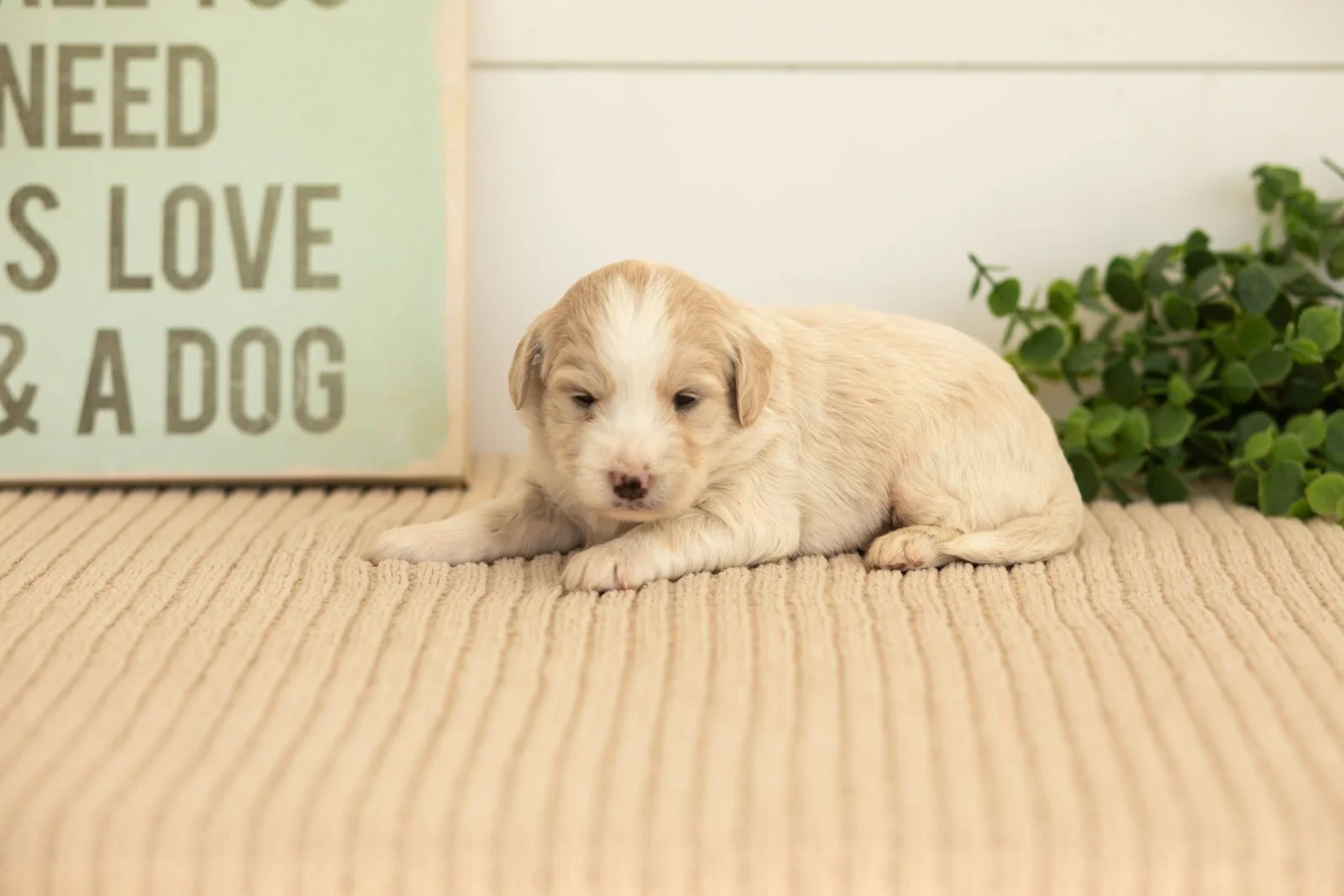 Marigold goldendoodle for sale.jpg