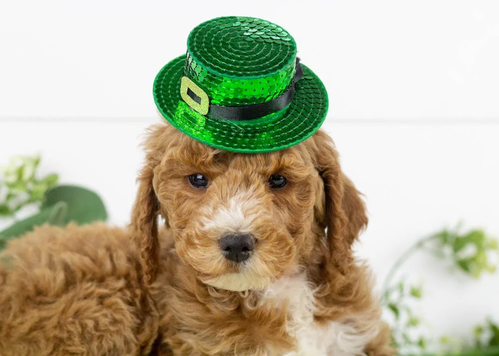 Josiah 1-1-26 North 6. 10oz-3.jpg