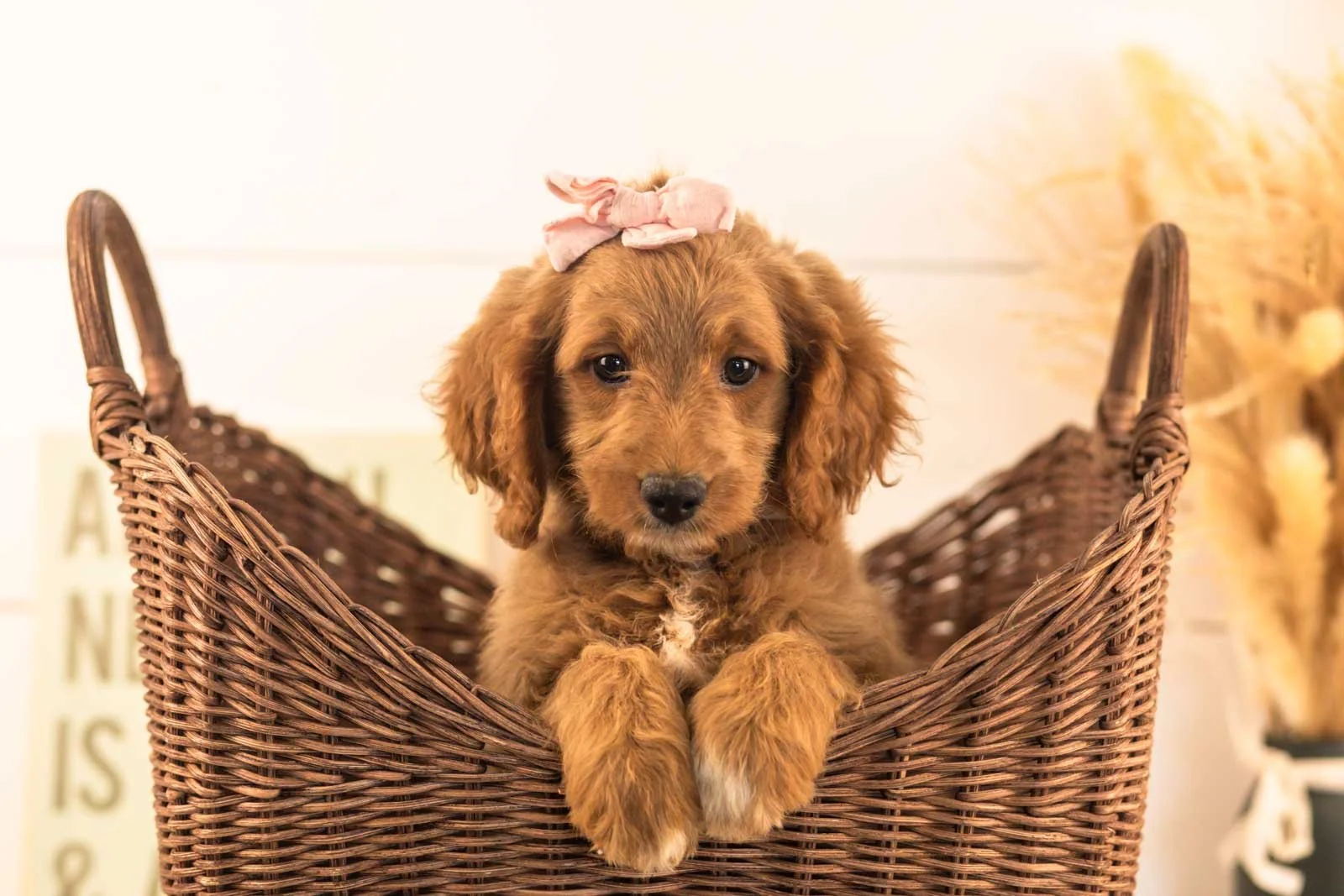 Odessa goldendoodle for sale(2).jpg