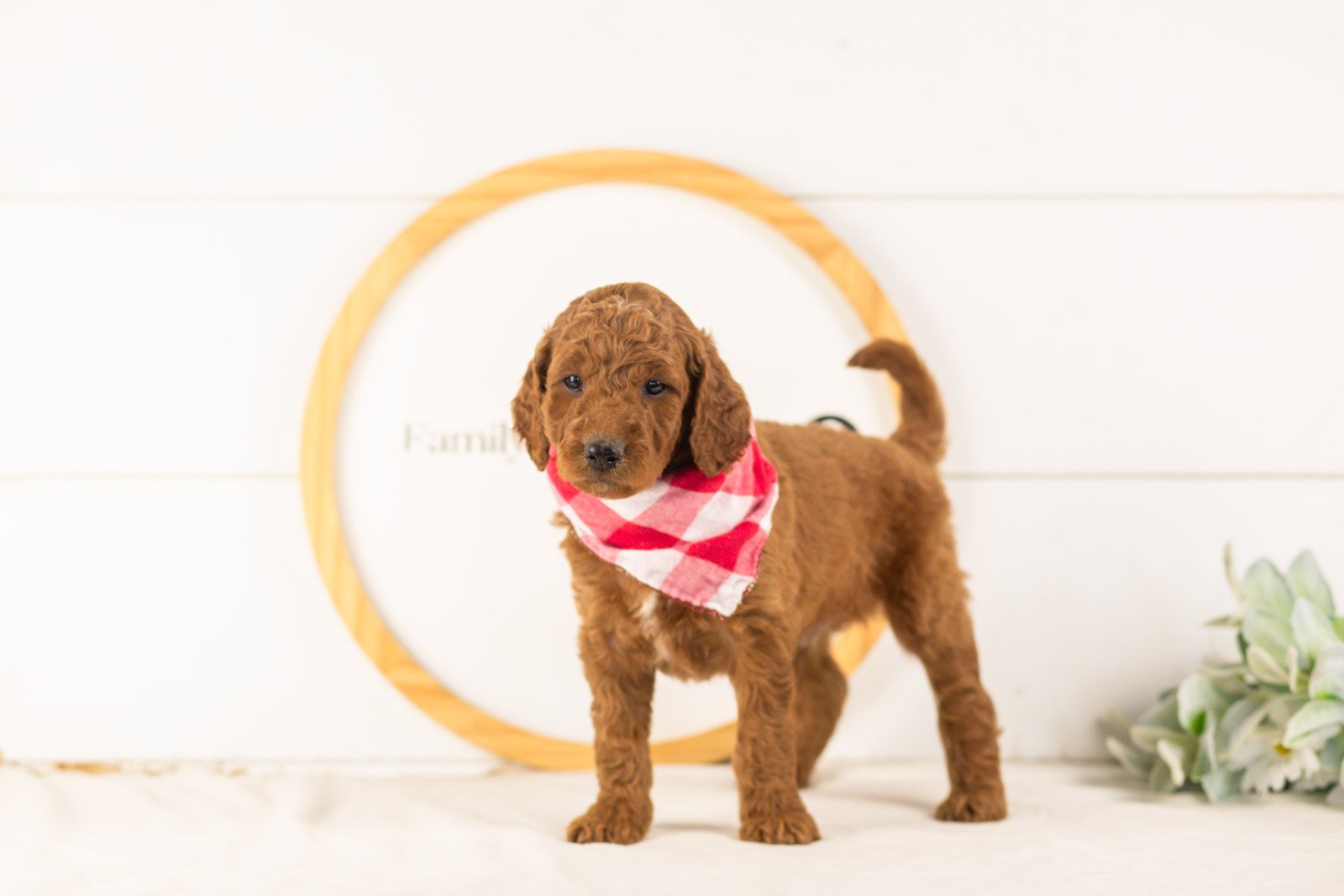 Zion goldendoodle for sale(1).jpg