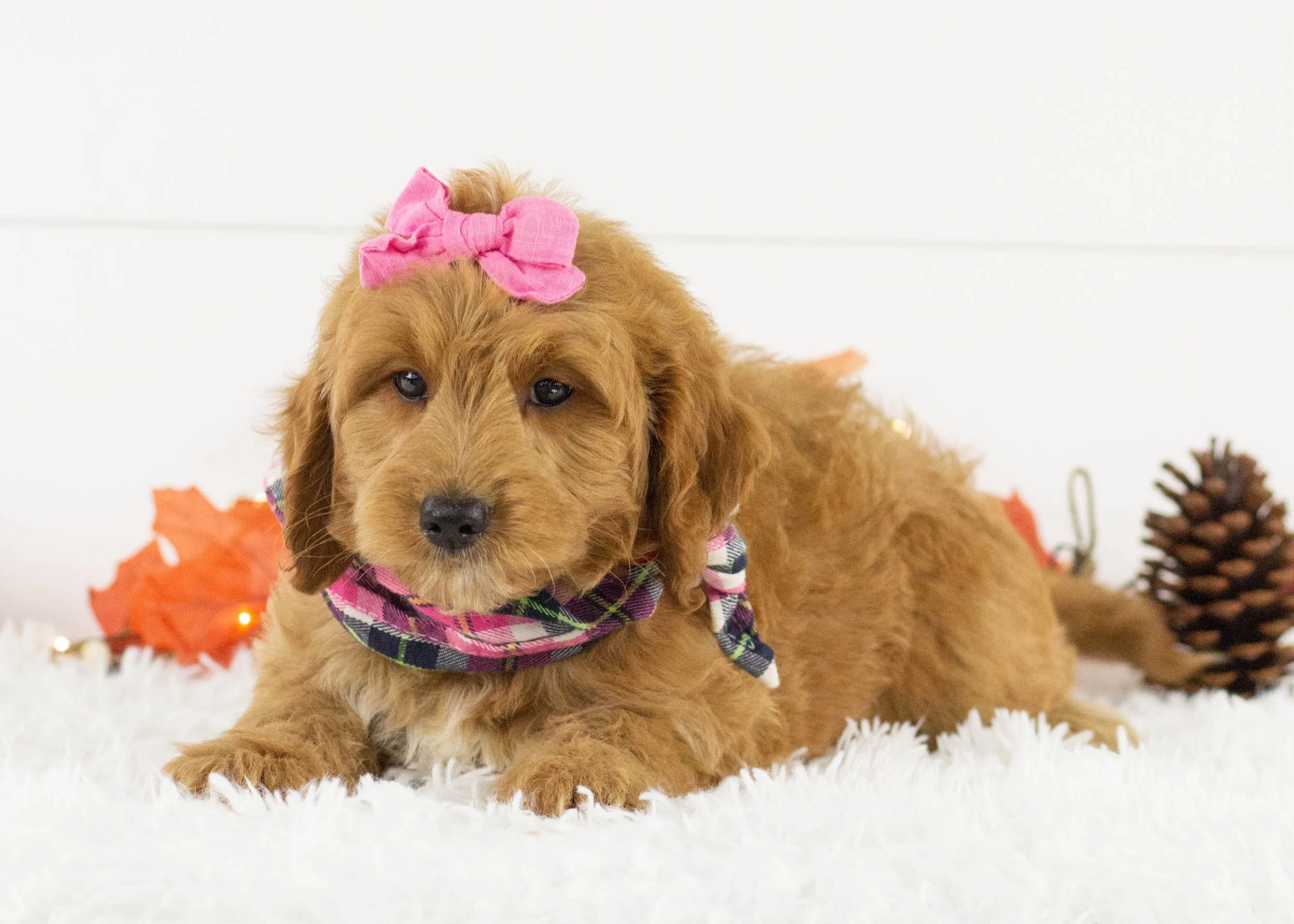 Koala goldendoodle for sale.jpg