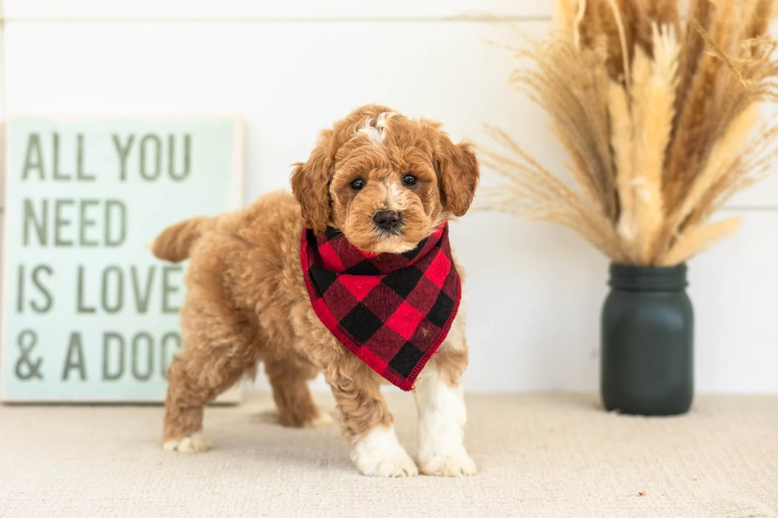 Felix goldendoodle for sale(2).jpg