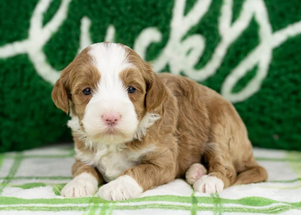 Colver goldendoodle for sale(1).jpg