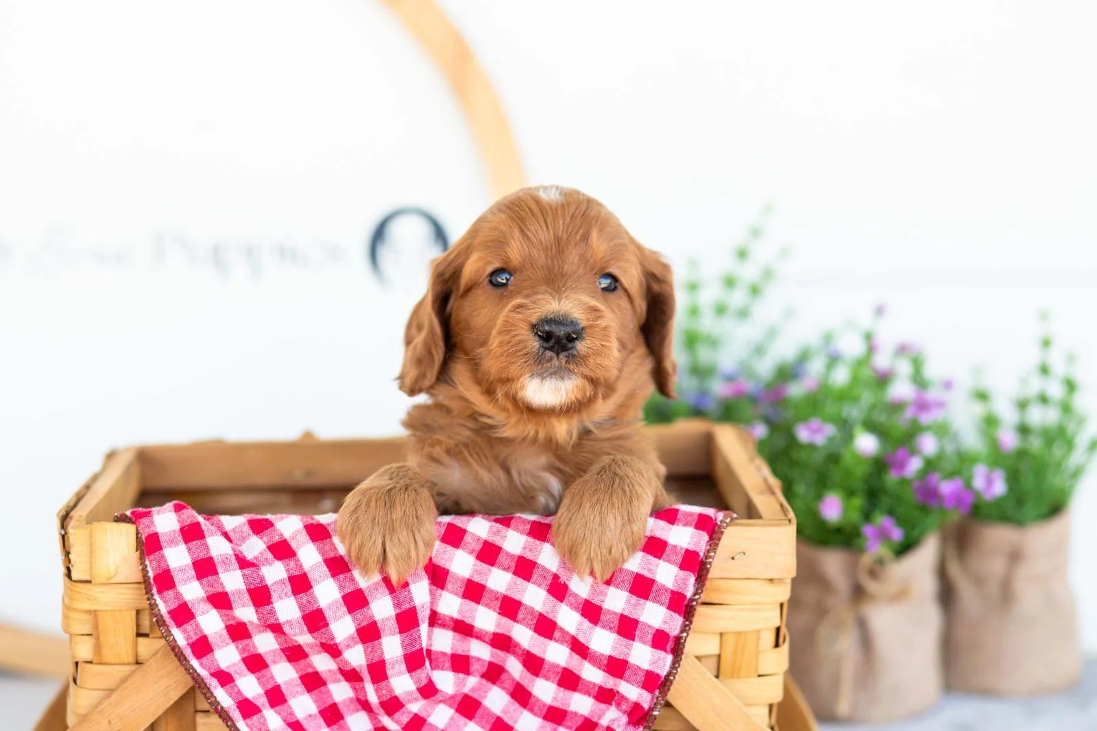 Eliza goldendoodle for sale(3).jpg