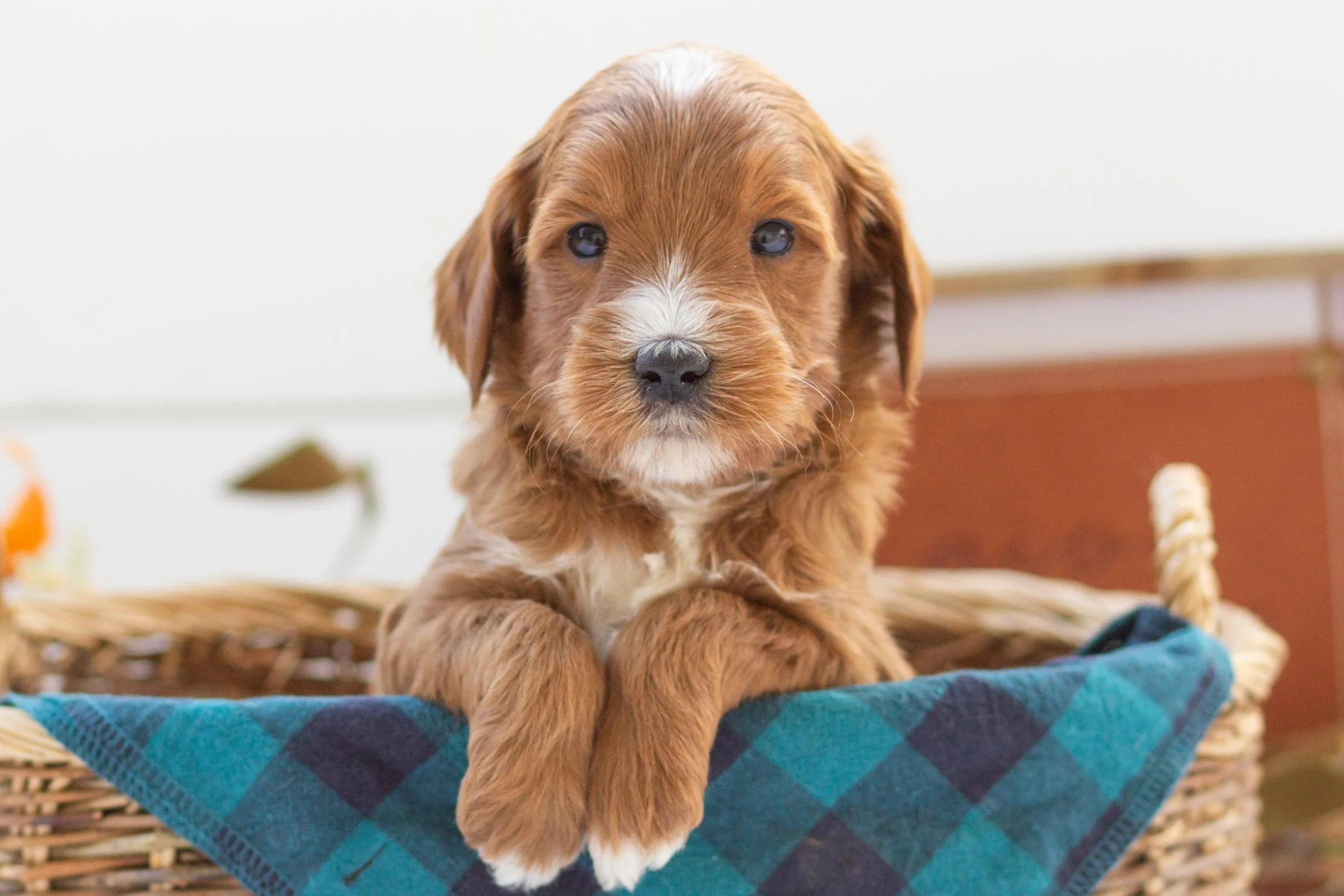 squash goldendoodle for sale(4).jpg