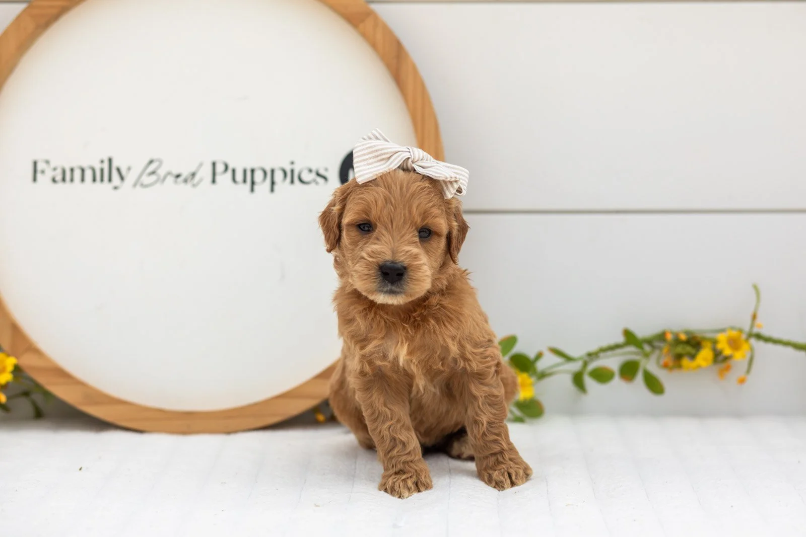 Willow goldendoodle for sale(2).jpg