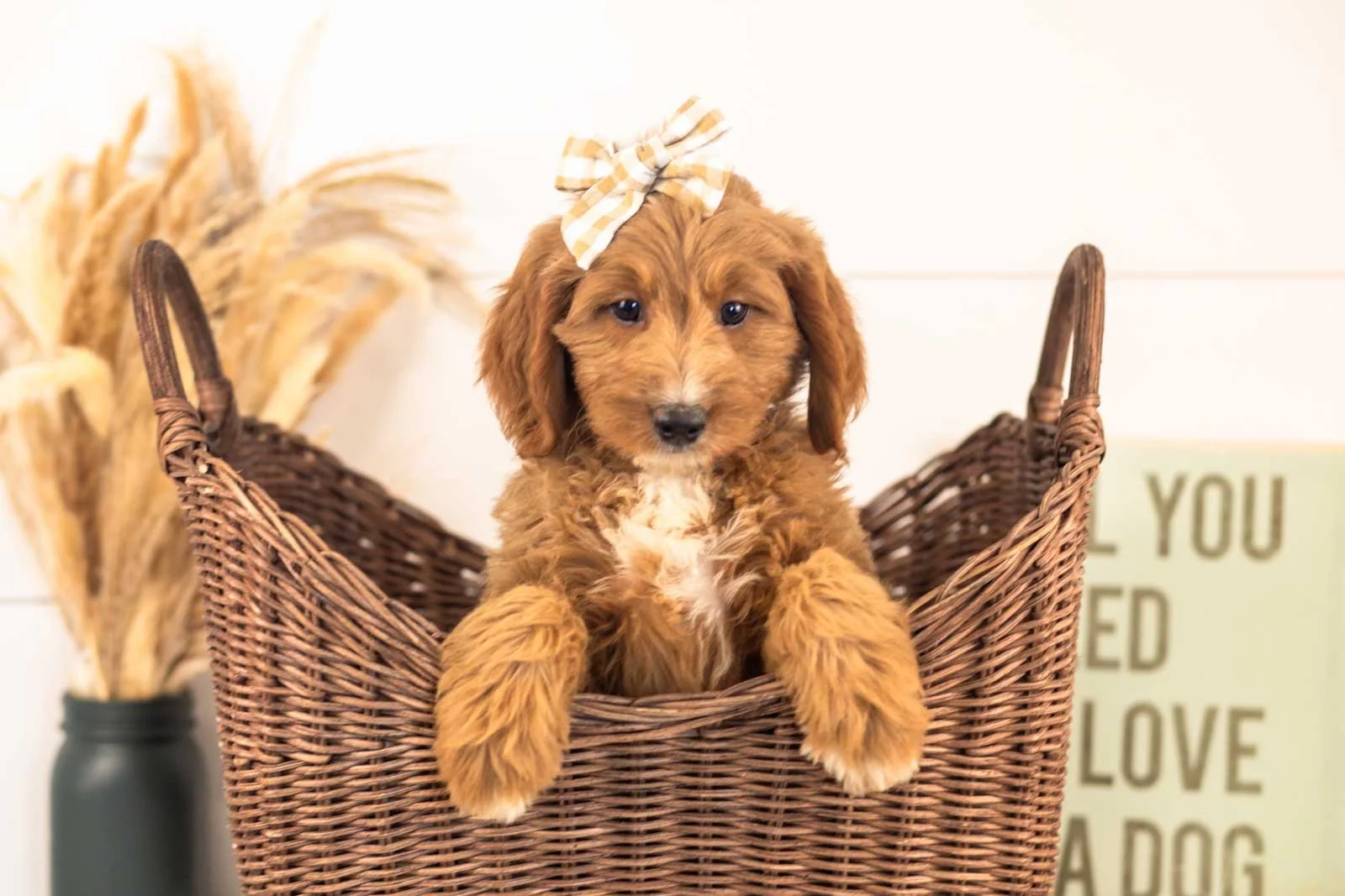 Veah goldendoodle for sale.jpg