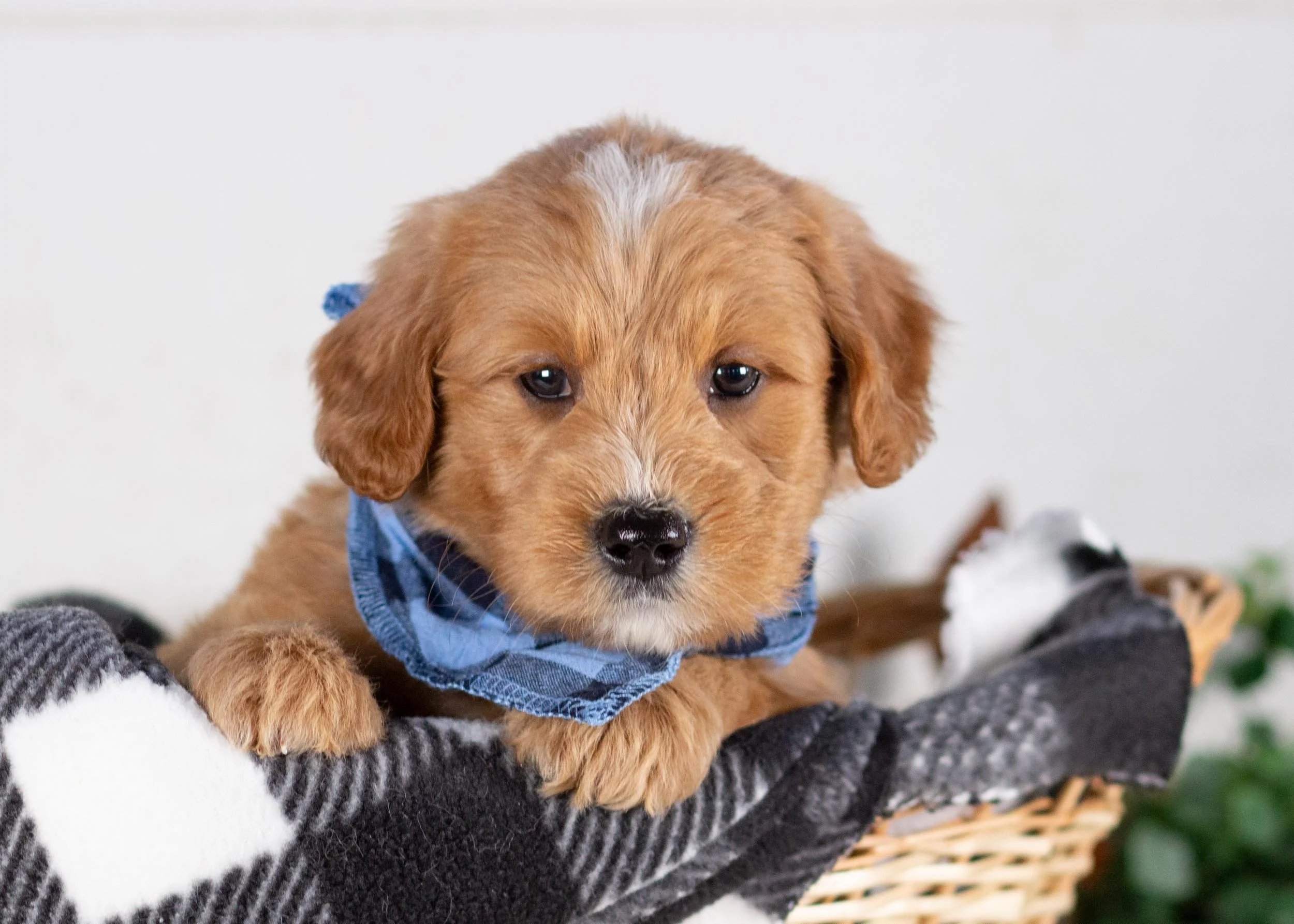 Walker goldendoodle for sale(3).jpg