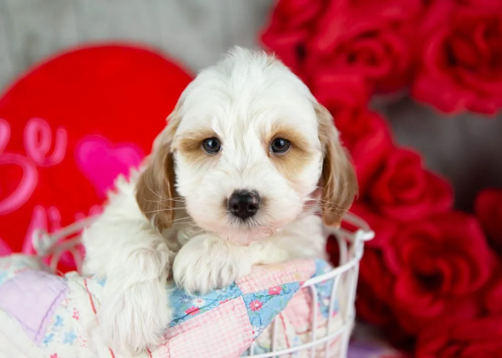 Clay goldendoodle for sale(1).jpg
