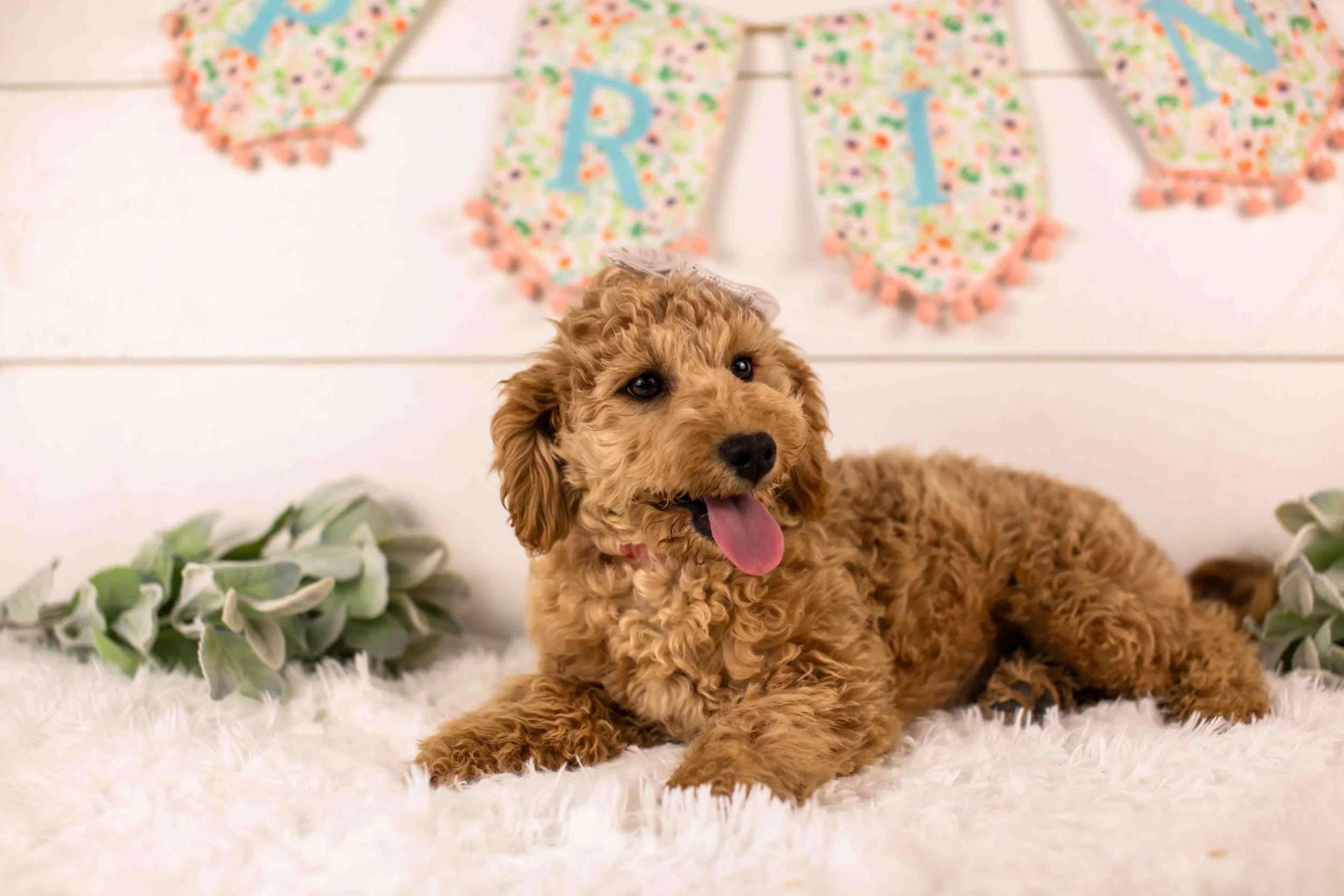 Georgia goldendoodle for sale.jpg