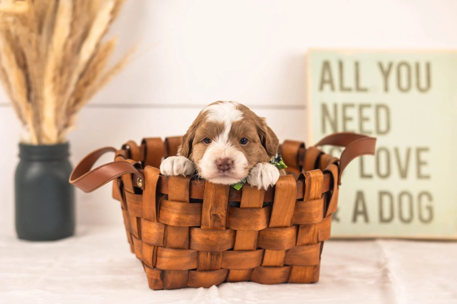 Milo goldendoodle for sale(1).jpg