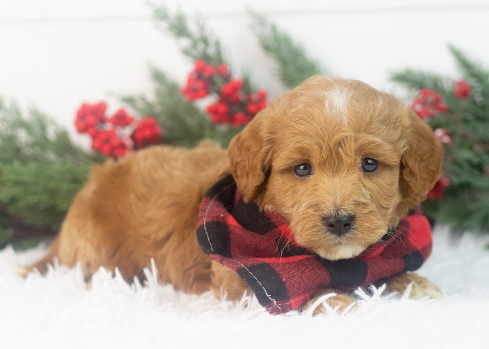 boone goldendoodle for sale(3).jpg