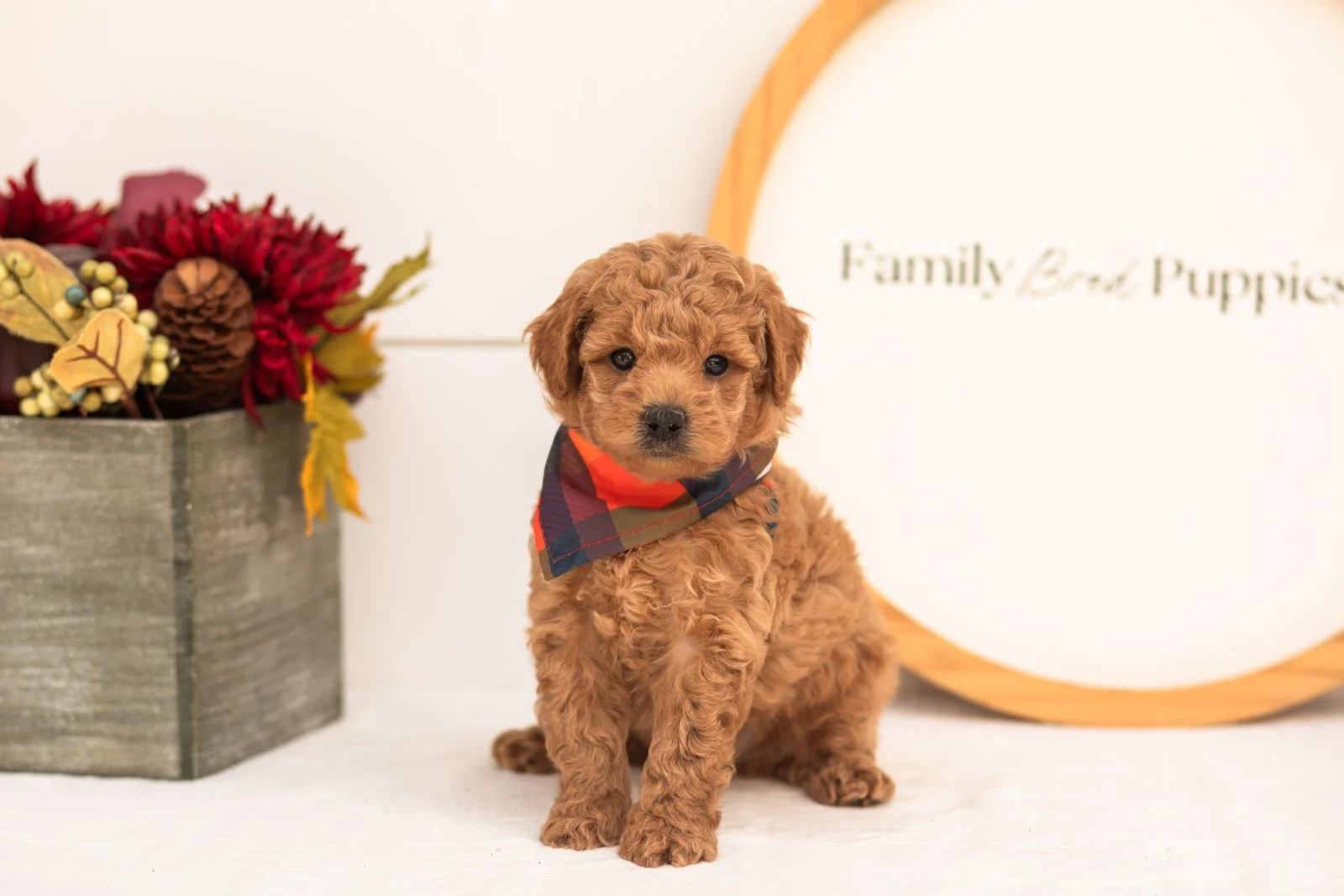 Bumble goldendoodle for sale(3).jpg