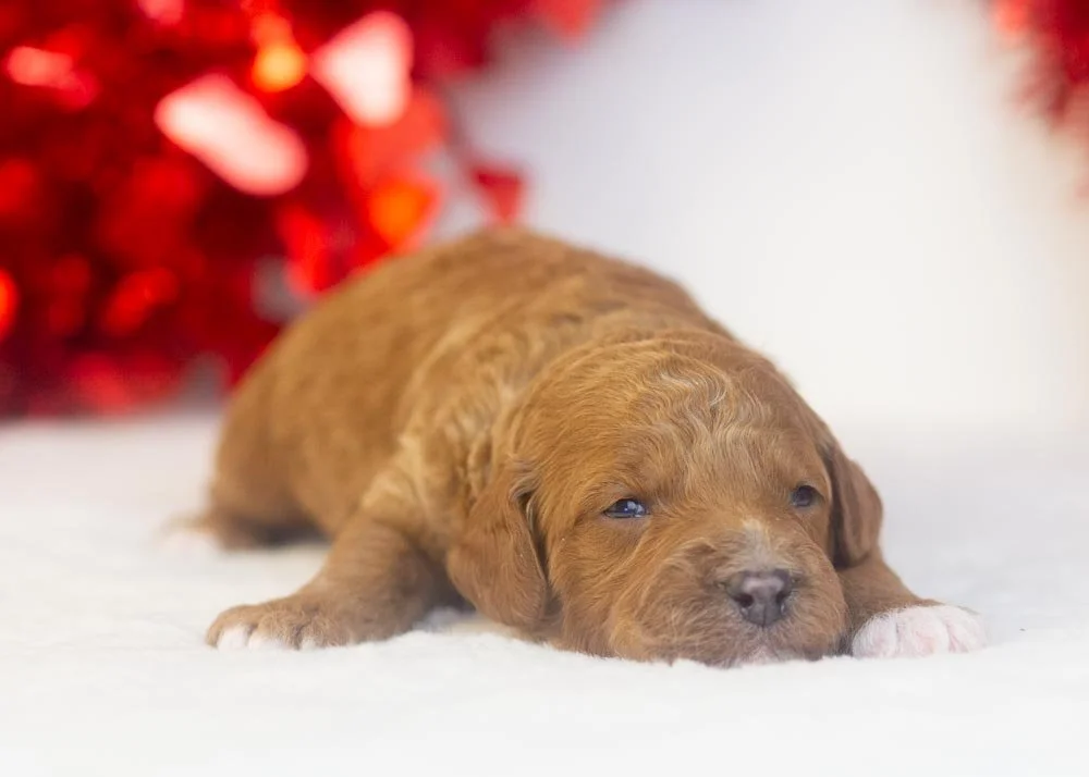 Ford goldendoodle for sale(3).jpg