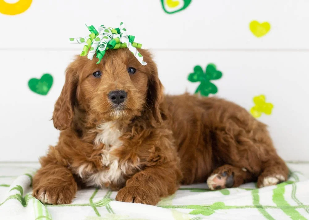 Lullaby goldendoodle for sale(3).jpg