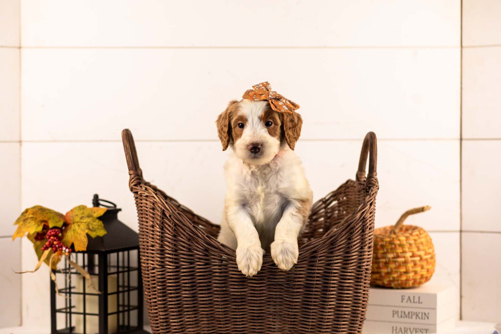 Pamir goldendoodle for sale 1.jpg
