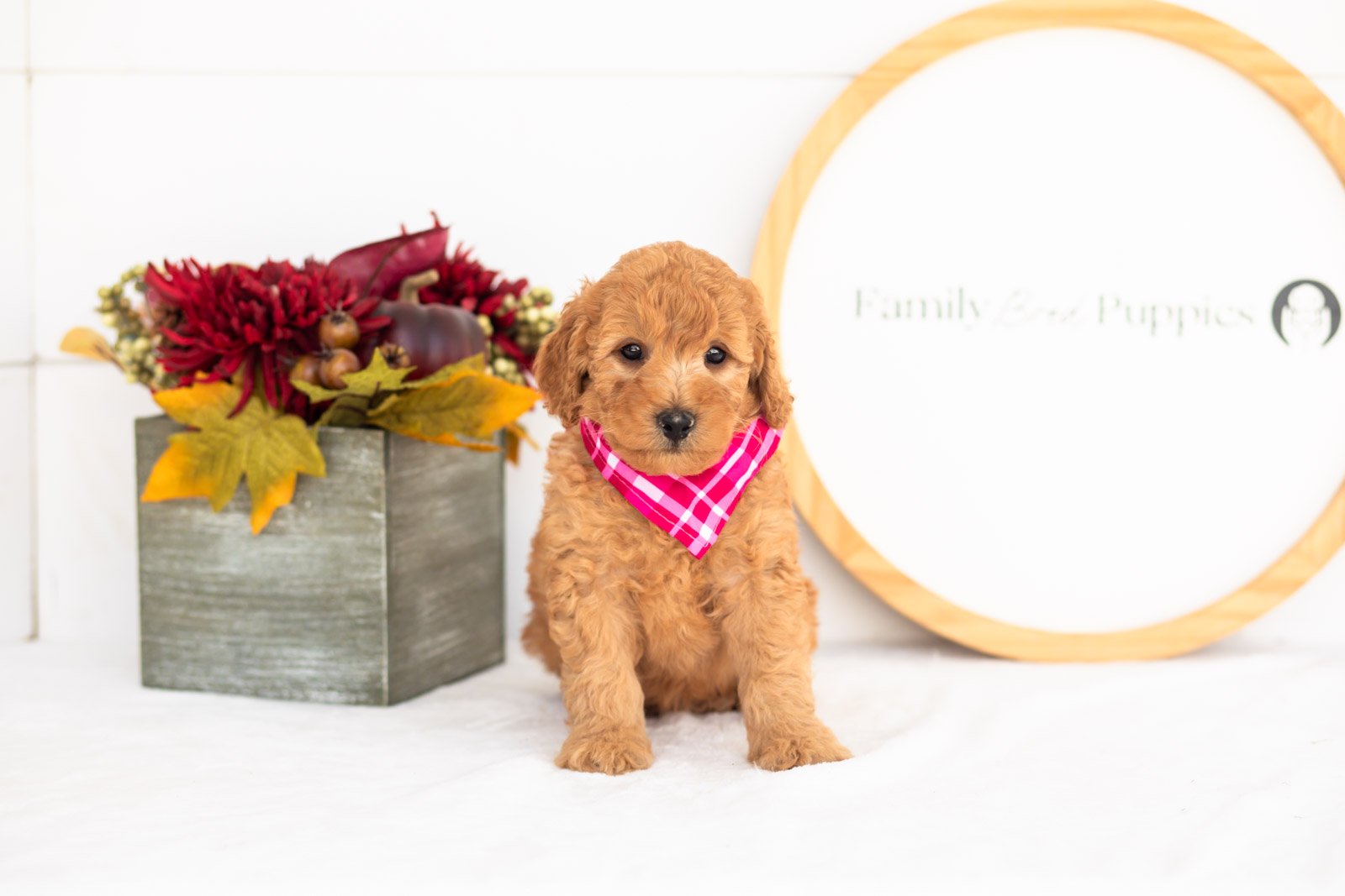 Corduroy goldendoodle for sale(4).jpg