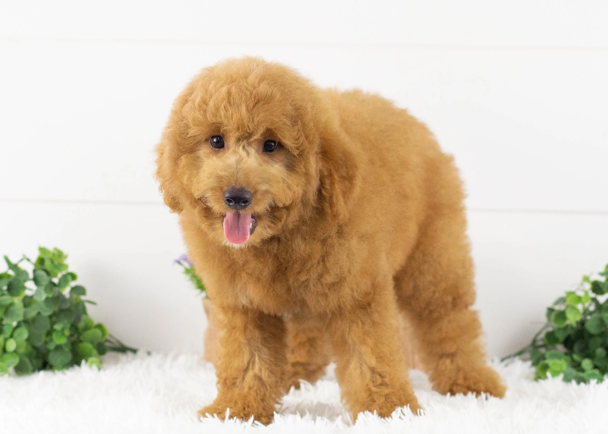 Finn Goldendoodle for sale.jpg