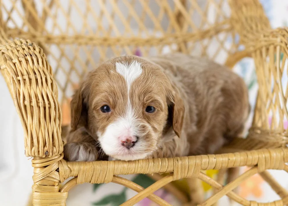 millie goldendoodle for sale.jpg